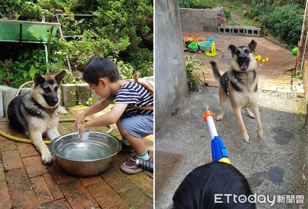 混狼犬當里長伯，阿爸說N遍借過。（圖／飼主Yumei Yen提供，請勿隨意翻拍，以免侵權。）