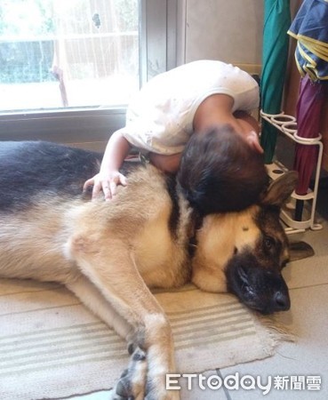混狼犬當里長伯，阿爸說N遍借過。（圖／飼主Yumei Yen提供，請勿隨意翻拍，以免侵權。） 
