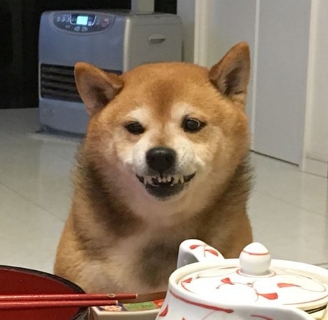 阿柴咬鐵碗頭甩90度，霸氣怒摔！（圖／翻攝自Instagram@marutheshiba）