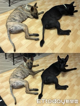 可莉移民加拿大。（圖／基情兄弟檔 貪吃利+貪玩虎提供）