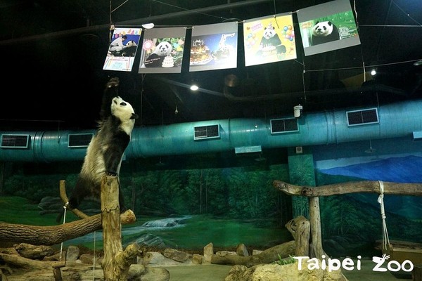 圓仔5歲生日。（圖／台北市立動物園提供）