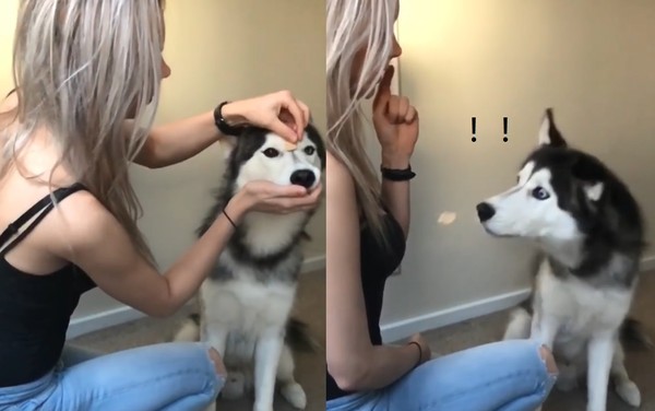 ▲月月,二哈,哈士奇,汪星人,錯愕（圖／翻攝自影片／Instagram／siberianhusky_jax）