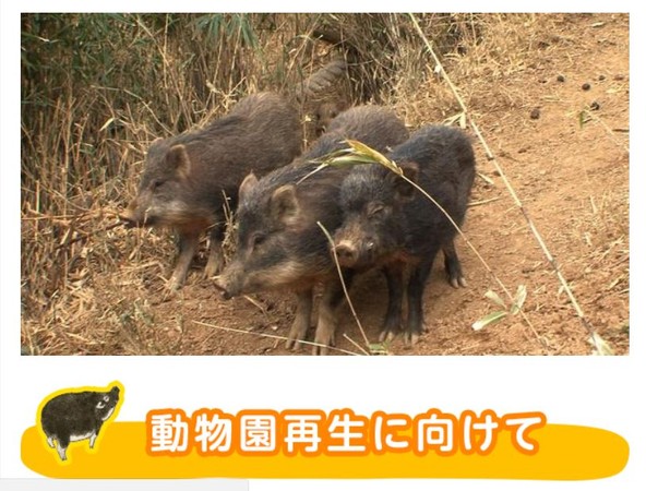 ▲沒人要來！日本動物園快倒閉　園長心碎：可愛動物恐被安樂死。（圖／翻攝自makuake）