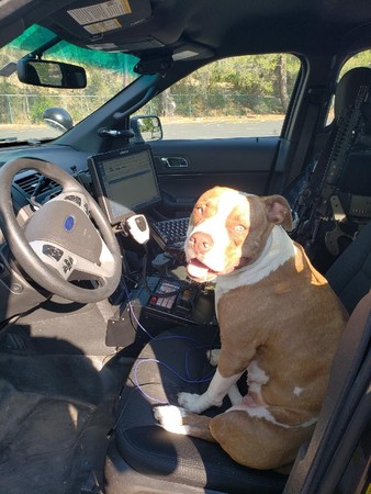 走失比特犬。（圖／翻攝自Walnut Creek Police Department）