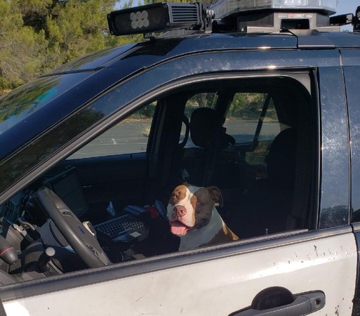 走失比特犬。（圖／翻攝自Walnut Creek Police Department）