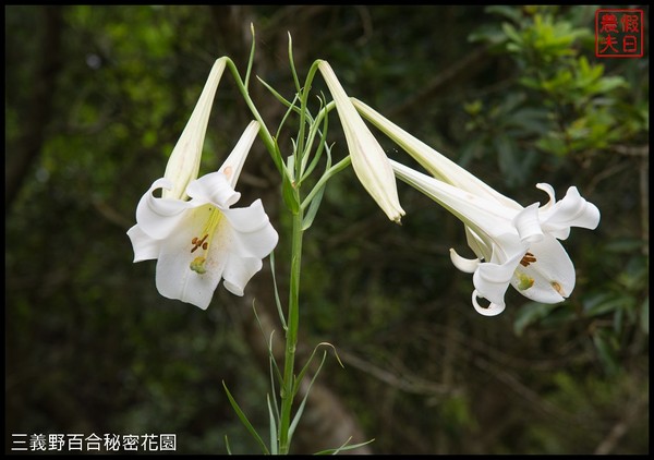 ▲三義野百合祕密花園。（圖／假日農夫提供）