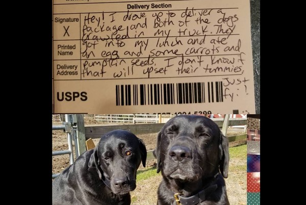 狗狗偷吃郵差的午餐。（圖／翻攝自Carol Jordan）