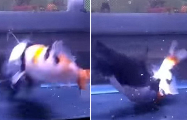 大嘴鯨活吞錦鯉，吃完秒變河豚！（圖／翻攝自YouTube@SENGKLEH）
