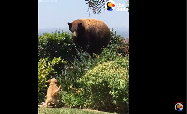 ▲汪星人擊退入侵的大黑熊。（圖／翻攝自YouTube「The Dodo」）