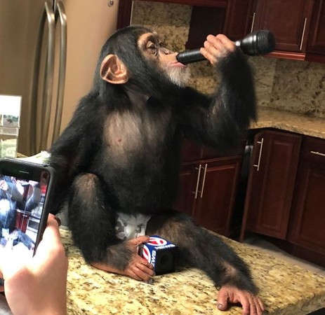 黑猩猩與養父母重逢，激動尖叫親吻。（圖／翻攝自Instagram用戶「limbanizwf」）