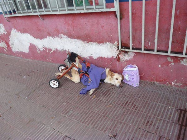 殘障狗狗被棄養阿根廷街頭。（圖／翻攝自Lunita`s Wish）