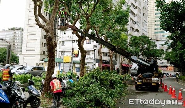 ▲颱風、防颱、台北市行道樹、修剪樹枝▼。（圖／記者屠惠剛攝）