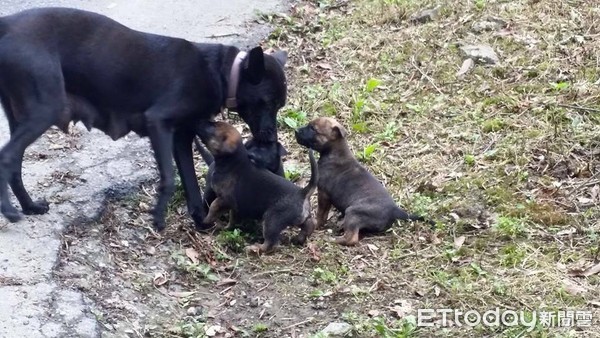 黑汪全身抖，女兒急跳床給媽秀秀。（圖／網友張卉蓁提供，請勿隨意翻拍，以免侵權。） 