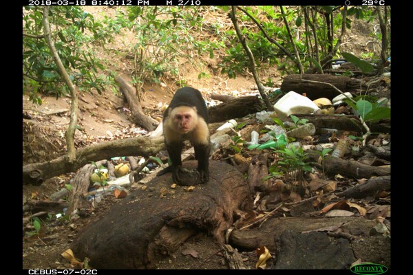 ▲▼捲尾猴學會使用石器。（圖／翻攝自Smithsonian Tropical Research Institute）