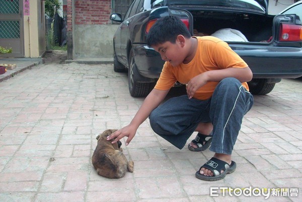 狗狗康康和哥哥的11年兄弟情。（圖／飼主趙芳毅提供）