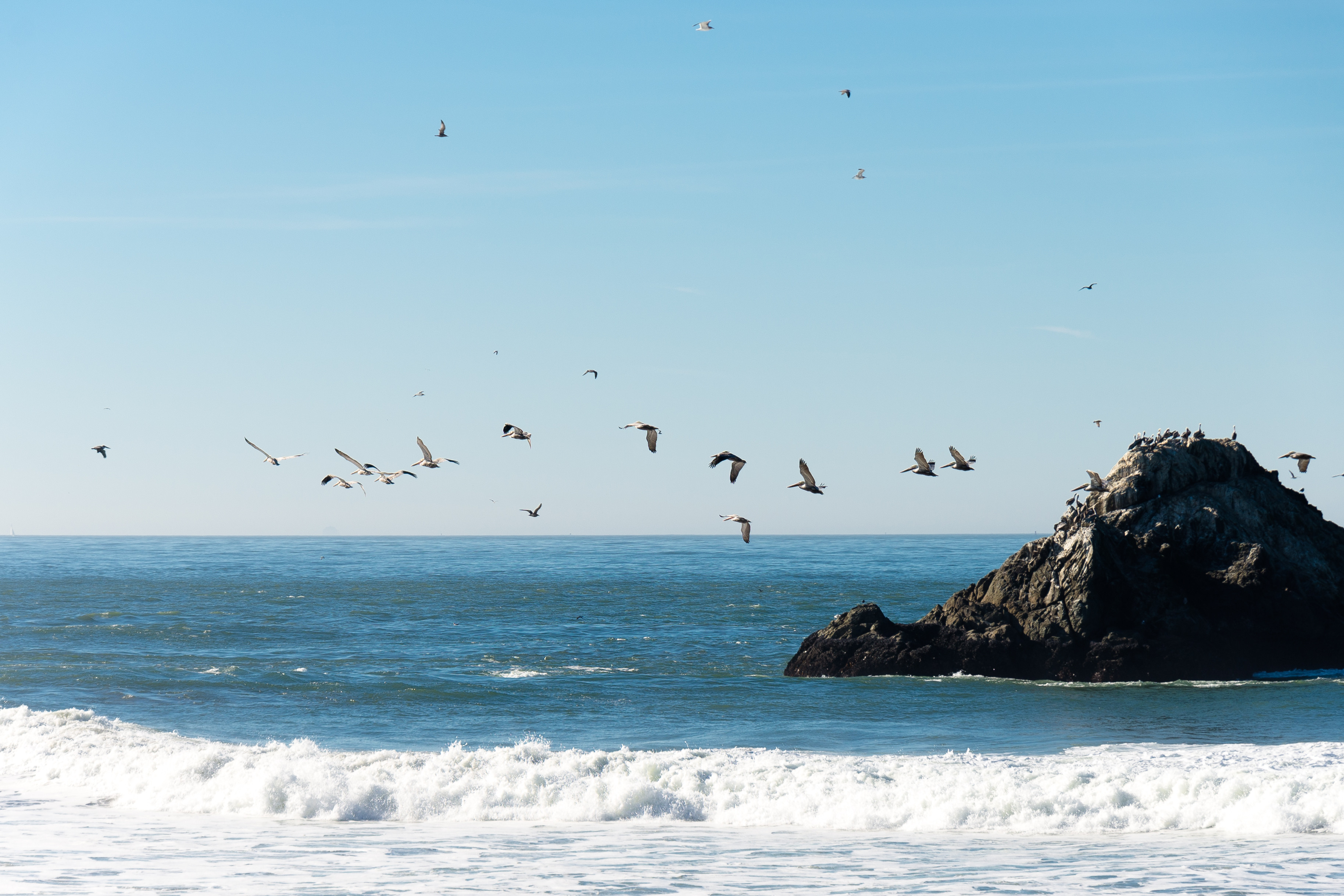 ▲▼ 海鷗海景           。（圖／LibreStock圖庫）