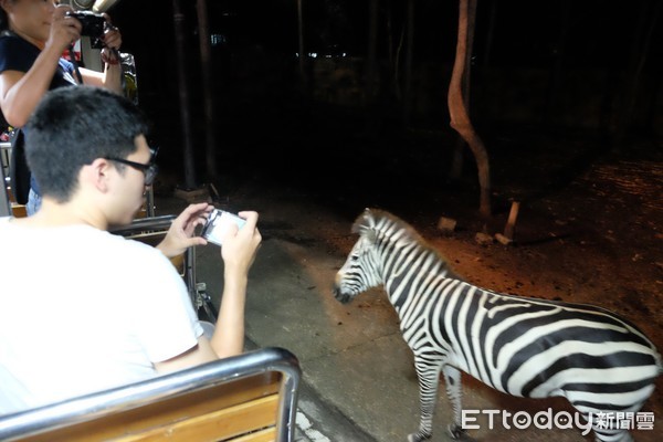 ▲清邁夜間動物園 。（圖／記者于佳云攝）