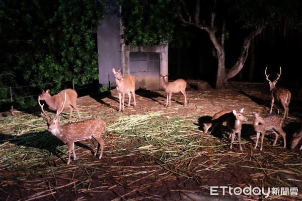 ▲清邁夜間動物園 。（圖／記者于佳云攝）