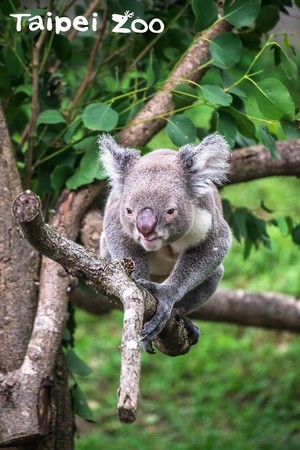 ▲3月到9月是無尾熊的發情季節。