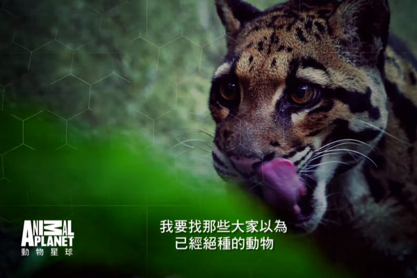 ▲消失35年的台灣雲豹再現身影？。（圖／Discovery提供）