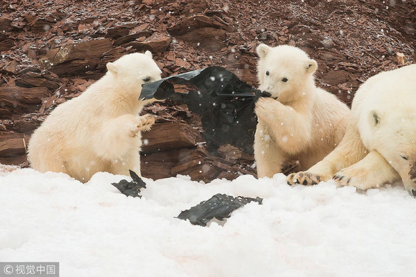 ▲▼ 挪威極北群島北極熊分食垃圾袋。（圖／CFP）
