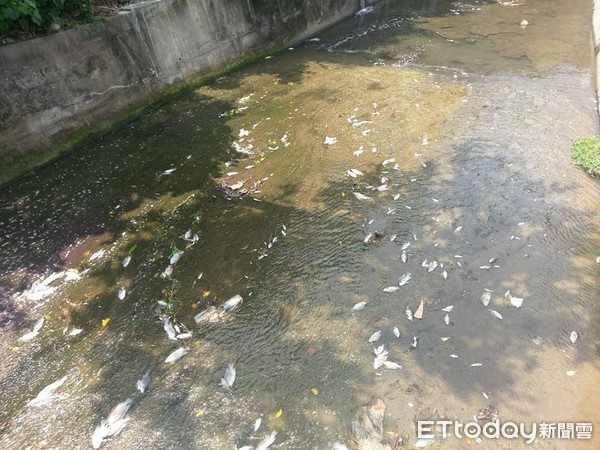 ▲▼工廠廢水釀魚屍遍台中2公里　惡臭下蒼蠅群起　洪瑞昌：生態恢復至少2年。（圖／洪瑞昌提供）