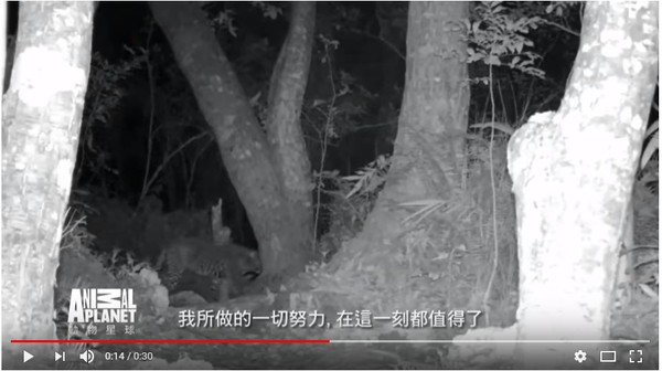 ▲▼網友發現節目預告中的疑似台灣雲豹畫面，是該節目日前所拍攝到的非洲豹。（圖／翻攝YouTube）