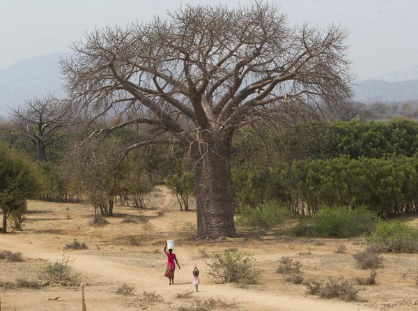 ▲▼ 辛巴威奇馬尼馬尼區的一名婦女及幼童，去年九月行經一棵猢猻巨樹。。（圖／達志影像／美聯社）