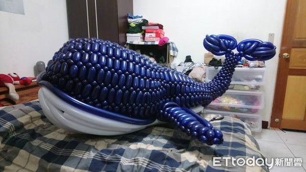 ▲▼造型氣球藝術家宋俊霖創作「台灣藍鯨」過程，以及正在比賽的作品「台灣寬尾鳳蝶」。（圖／宋俊霖授權提供，請勿隨意翻拍，以免侵權。）