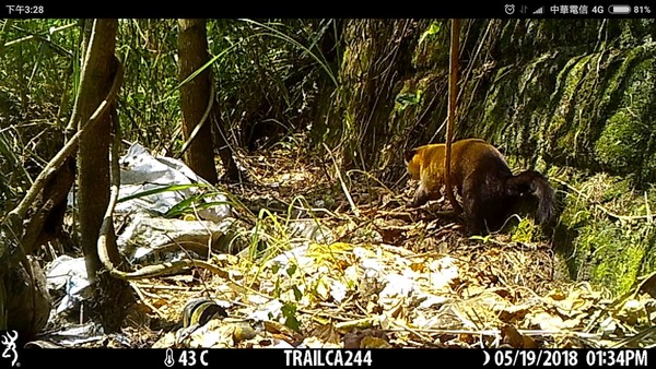 ▲黃喉貂使用溪流與濱水植被組成的「生態廊道」通行。（圖／花蓮林管處提供）