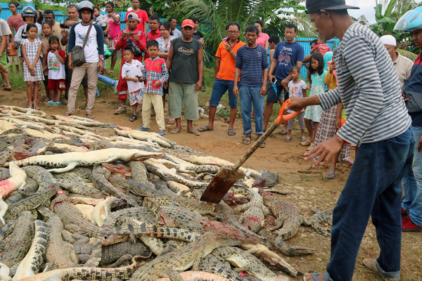 鱷魚屠殺慘案！印尼一座位於東部小鎮居民為了報復咬死人的鱷魚，竟然將這隻鱷魚所待的養殖場裡所有鱷魚全數殺光，數量則高達292隻。當時居民持棍棒衝和斧頭衝進養殖場亂殺，還將所有屍體堆成一堆，畫面相當驚悚。（圖／路透社）