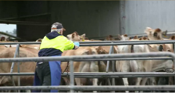 ▲▼100%澳洲原裝進口的Gippsland乳區放牧鮮乳             。（圖／業務提供）
