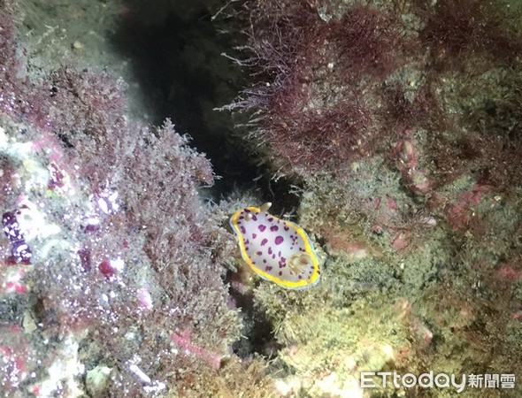 ▲台灣首見「小丘多彩海蛞蝓」出現在大潭藻礁。（圖／潘忠政提供）