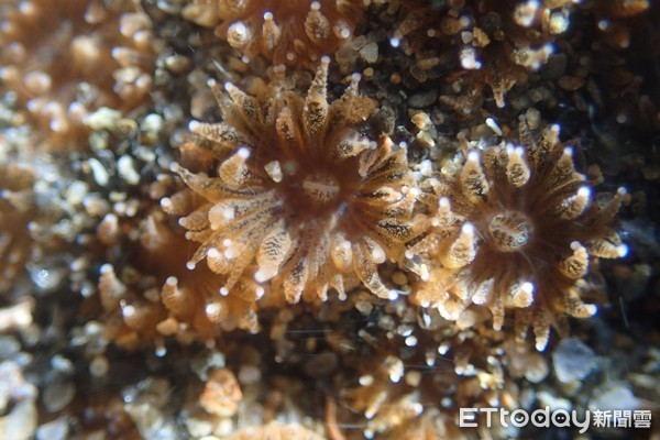 ▲▼大潭藻礁繼柴山多杯孔珊瑚後，再發現好萌！好療癒的小丘多彩海蛞蝓。（圖／潘忠政提供）