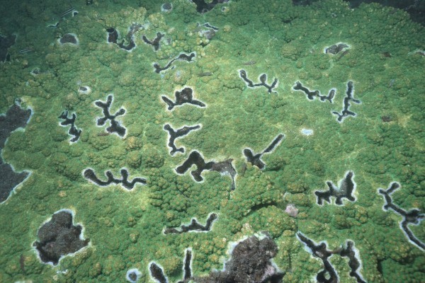 ▲澎湖珊瑚呈現與「內馬爾滾」相似的圖騰。（圖／戴昌鳳授權提供）