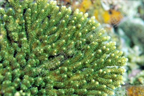 ▲桌型軸孔珊瑚。（圖／海洋國家公園管理處）