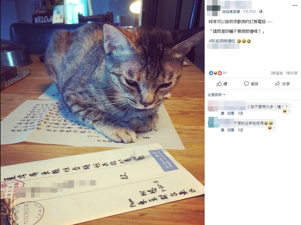 ▲邱昊奇、愷樂最近PO照都會出現的貓，疑似就是民宿寵物。（圖／翻攝自民宿臉書、邱昊奇、愷樂Instagram）