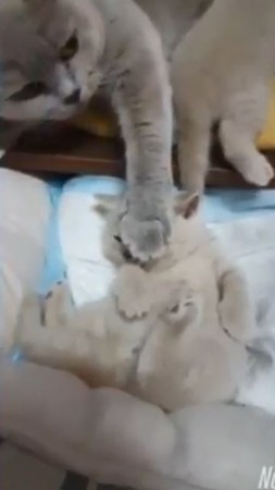 貓媽被抓包打小孩，一秒翻肚賣萌。（圖／翻攝自Instagram用戶「catloversclub」）