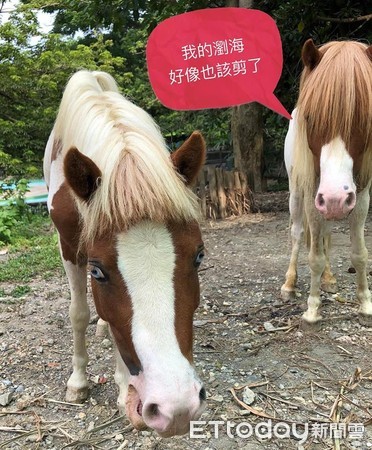 馬剪瀏海變小瓜呆。（圖／壽山動物園提供）