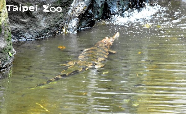 ▲台北市立動物園推出「馬來長吻鱷之夜」活動。（圖／台北市立動物園提供）