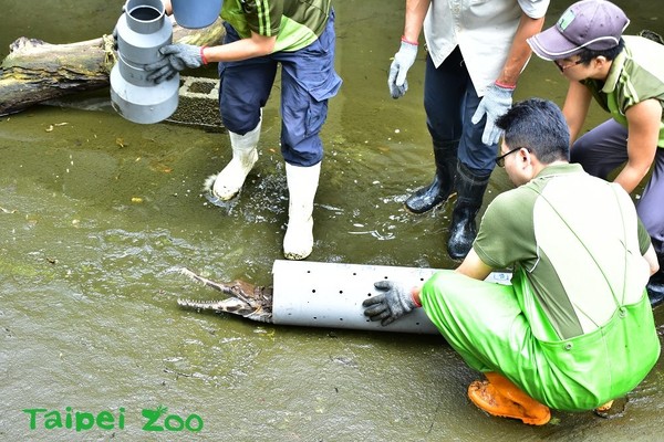 ▲台北市立動物園推出「馬來長吻鱷之夜」活動。（圖／台北市立動物園提供）