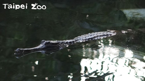 ▲台北市立動物園推出「馬來長吻鱷之夜」活動。（圖／台北市立動物園提供）