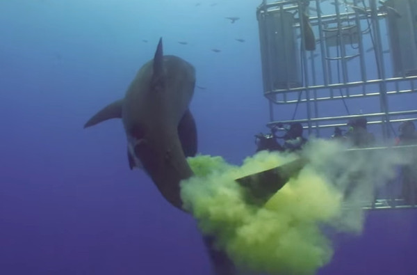 ▲拍夠沒？巨鯊繞鐵籠噴「黃綠煙霧彈」　旁邊魚群秒衝來狂吸。（圖／翻攝自YouTube／ShawnCoit）