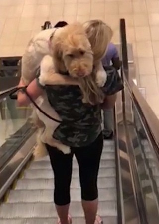 ▲這隻拉布拉多貴賓犬丕敢走下電扶梯。暖心的女狗主把牠扛在肩上一起走。(圖／翻攝自YouTube)