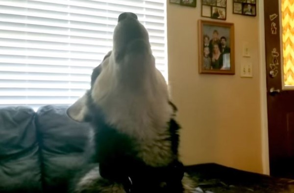 汪扭頭不理媽，凹嗚9次暴怒回房。（圖／翻攝自YouTube／The Adventures of Tonka the Malamute AKA WaterWolf）