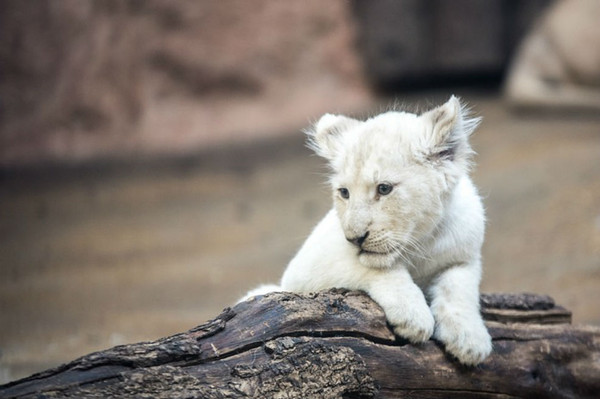 ▲白獅源自南非，白色皮毛在野外藏匿非常困難，目前已是瀕危動物。（圖／取自免費圖庫Pixabay)