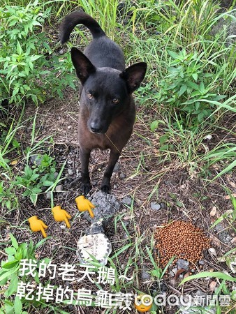 ▲老地方見！1個月前固定餵養　「叢林黑汪」叼烏龜殼來報恩～（圖／網友陳瑩薇授權提供）