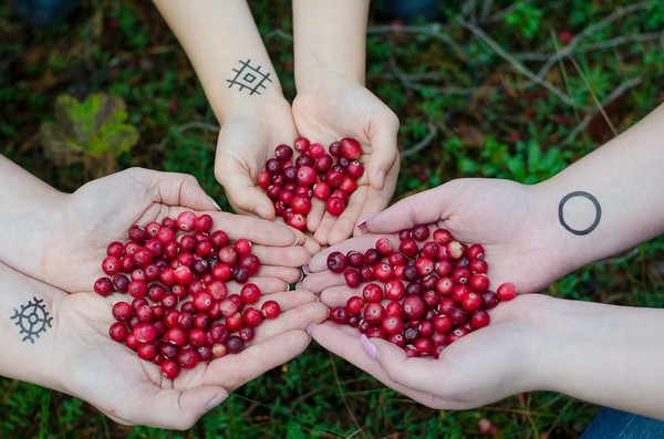 ▲蔓越莓,莓果,水果。（圖／取自免費圖庫pixabay）