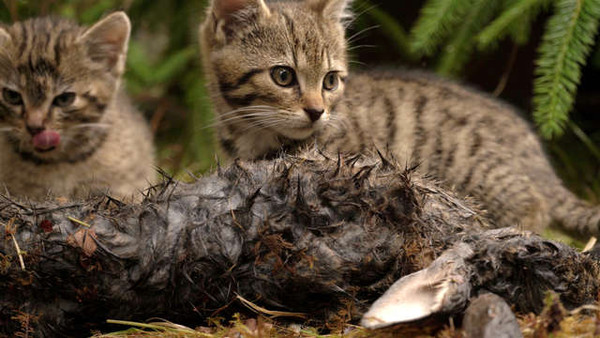 （圖／翻攝自Facebook／Scottish Wildcat Haven）