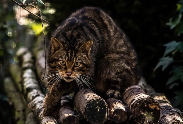 （圖／翻攝自Facebook／Scottish Wildcat Haven）